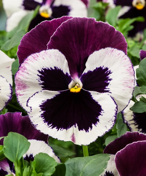 511.41 Pansy F1 Cello-White with Rose-Wing Impr._JG13-8535-N_sRGB-300dpi